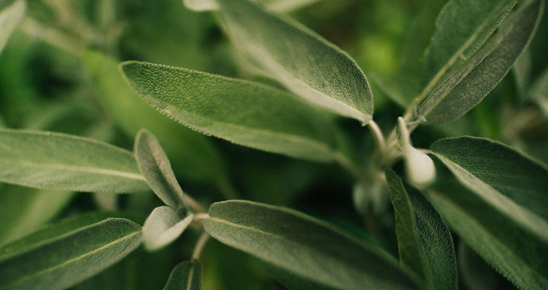 Salbei gegen Schwitzen